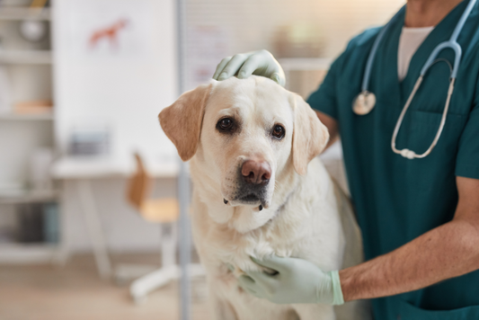 犬の消化器トラブル：食べ過ぎや食物アレルギーに注意