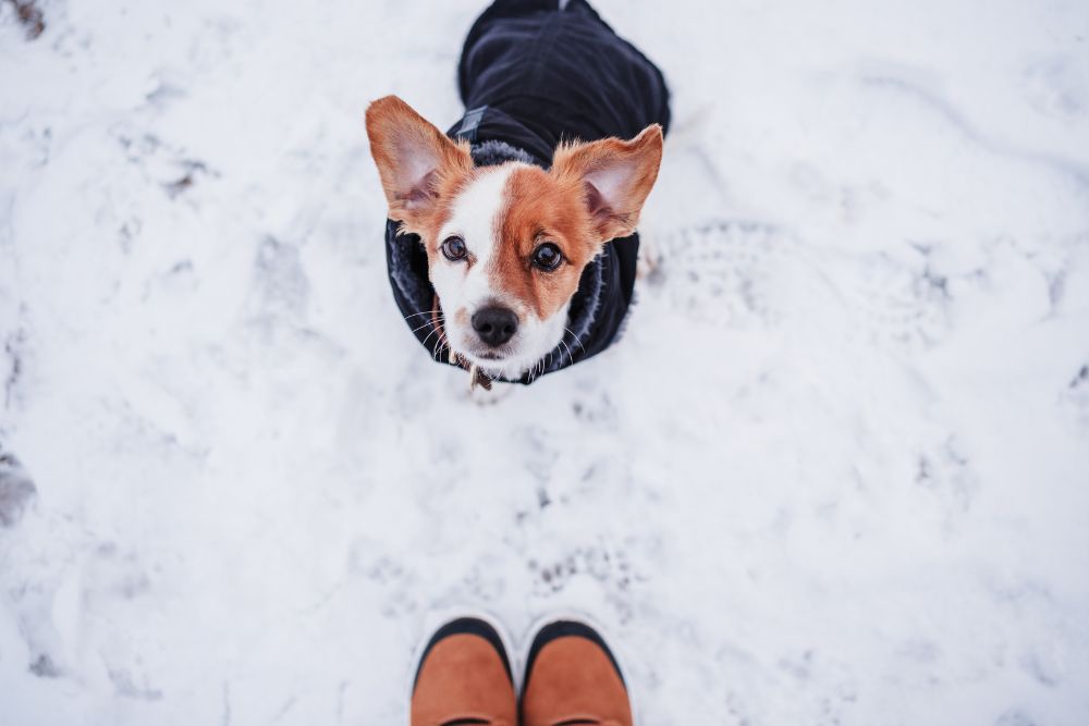 犬と一緒に冬を満喫！雪遊びの楽しみ方と注意点