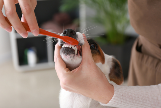 犬の口腔ケア：歯周病予防と定期的なケアの重要性