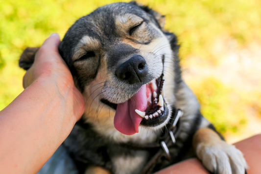 犬の腸内環境を整える食事とサプリメント