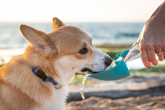 犬の水分補給と健康：水分が豊富な食材と飲み水の管理