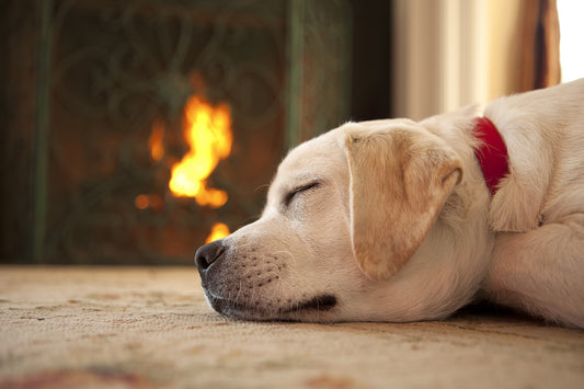 眠っている犬