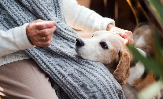 ワンちゃんは寒がり？寒いときのサインを解説、寒さに弱い犬種も