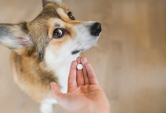 ワンちゃんに起こりやすい５つの皮膚病