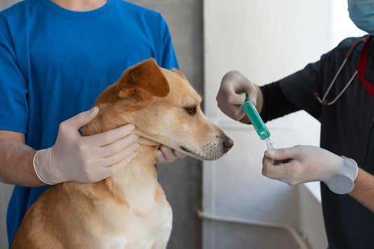 犬の緊急事態に備え、救急動物病院のことを知っておこう！