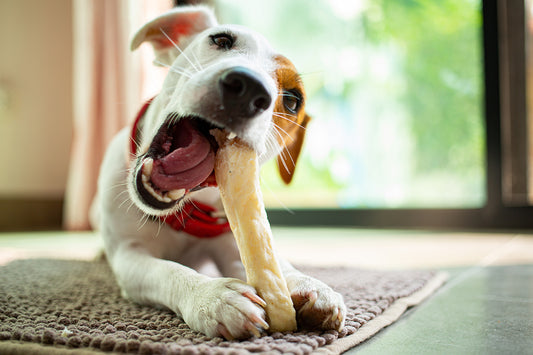 硬さにも種類があるおやつ、犬にピッタリなのはどれ？