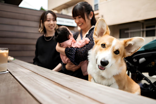 渋谷のドッグカフェ5選｜マナー・持ち物・探し方も紹介