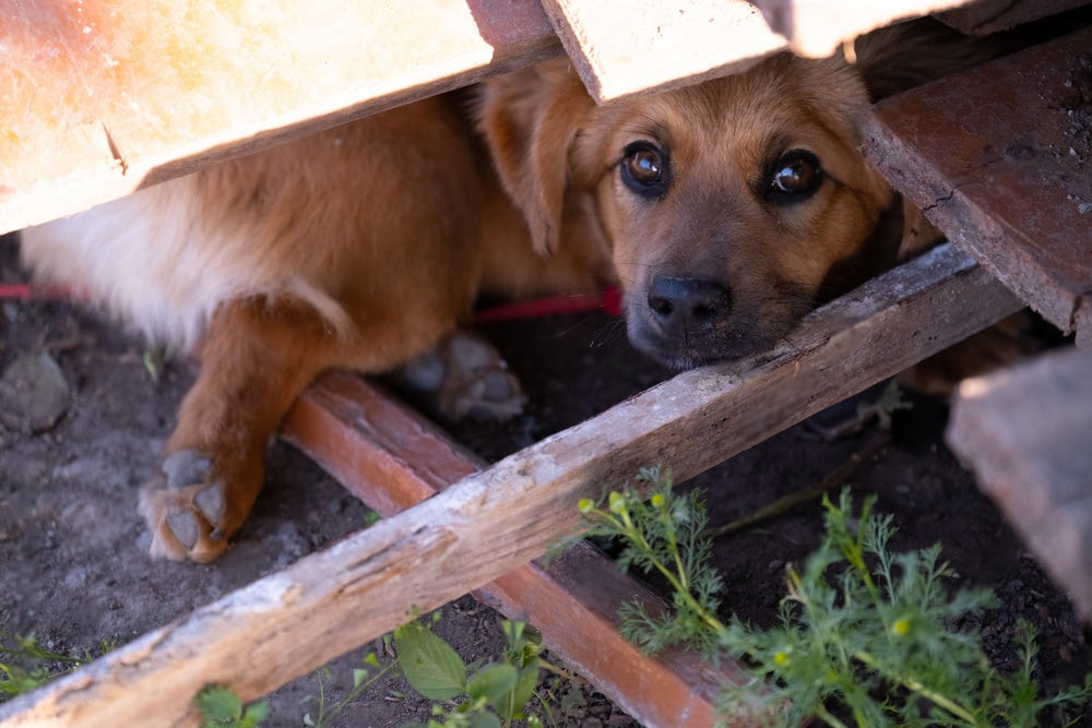 犬と災害を乗り越えるための避難と備蓄について