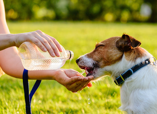 ワンちゃんの水分補給は夏も冬も大切！飲まないときの工夫も解説