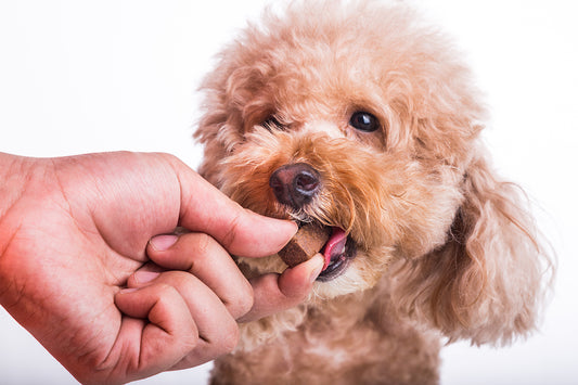 フィラリアから保護するためにチュアブルでペットの犬に手で餌をやる