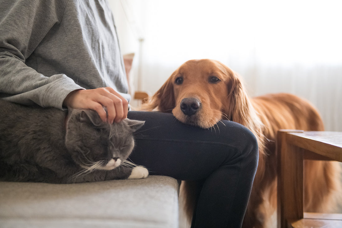 ワンちゃんが飼い主さんについてくるのは愛情の印？注意が必要なケースも解説