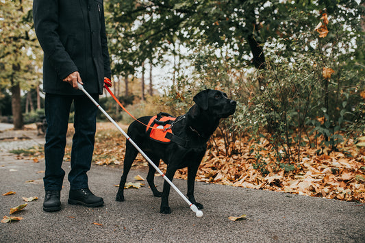 お仕事をする犬たちを紹介！人を助け共に生きる