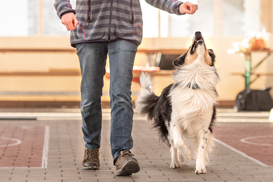 賢い犬種を10種紹介！飼い方のポイントも解説