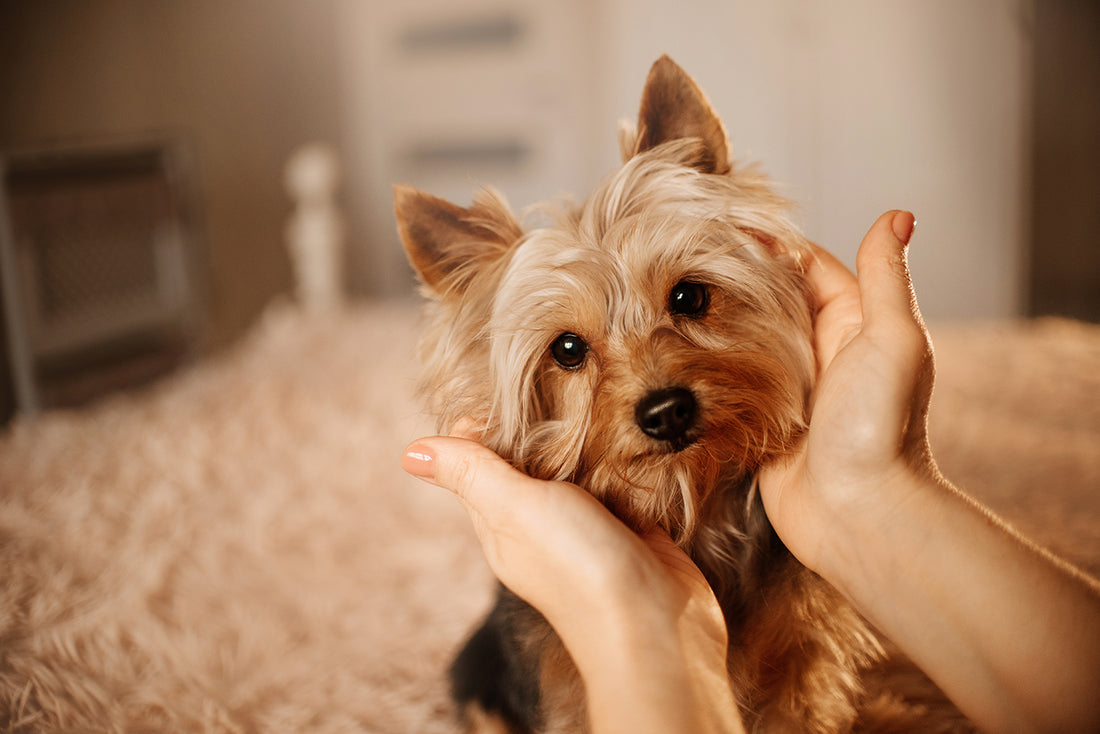 犬が首をかしげるのはなぜ？理由と注意したいケースを解説