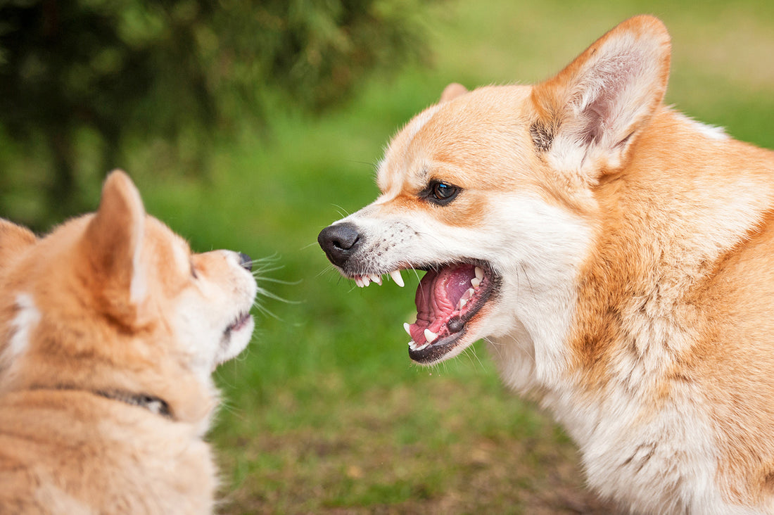 食器やおもちゃ、寝床に触ると犬が怒る！原因と対処法を解説