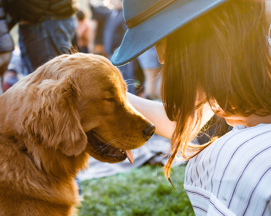 保護犬活動とは？シェルターのワンちゃんに私たちができること