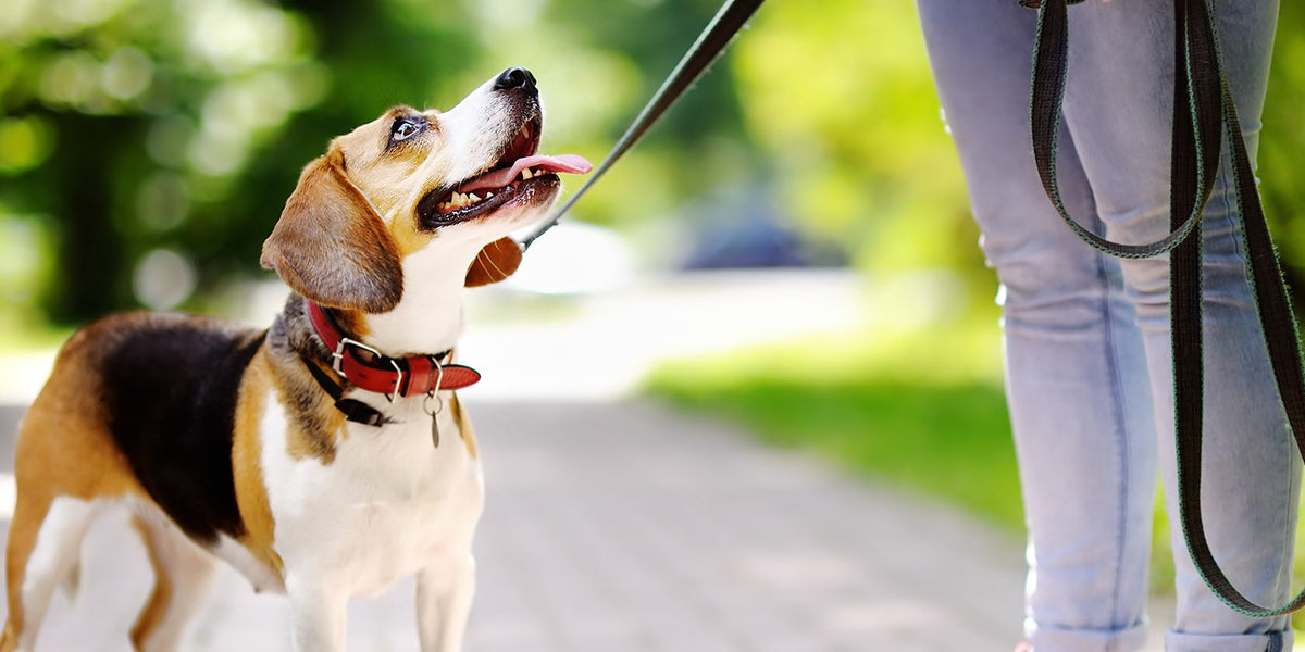 犬 オファー 散歩 リード 短く