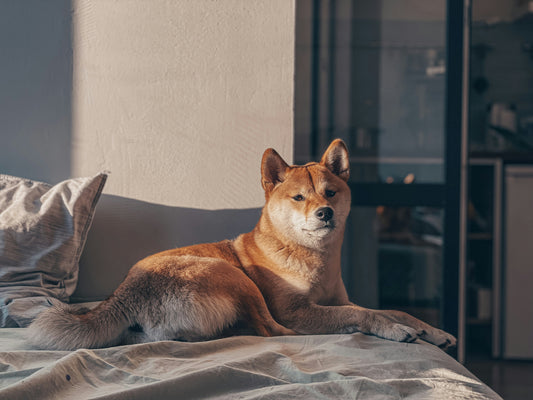 日本犬の魅力とは？日本原産13犬種の特徴や性格を解説